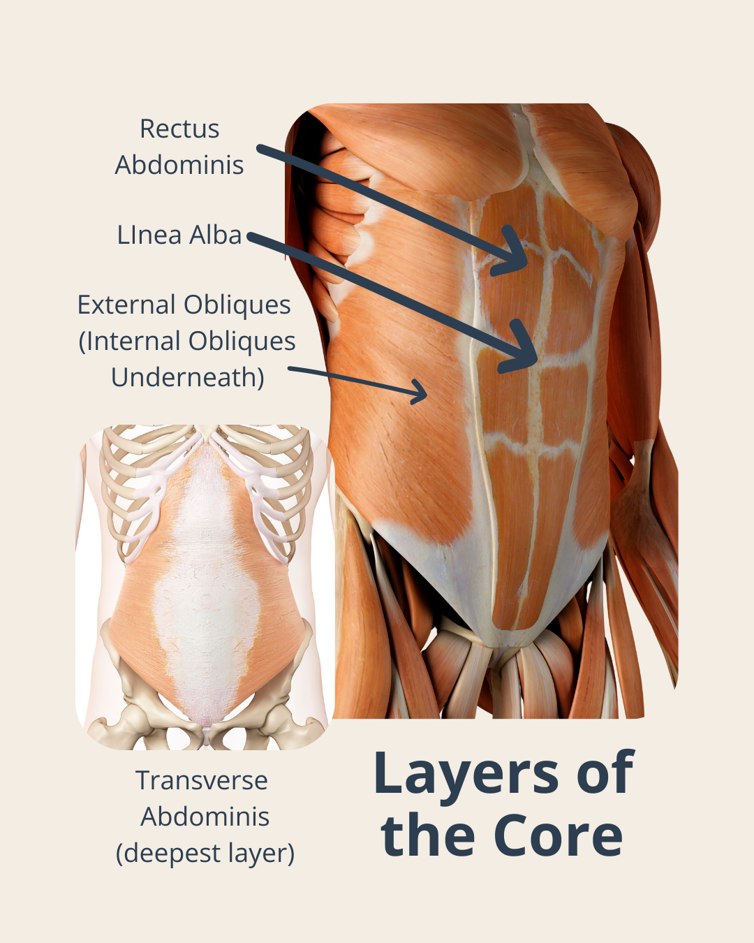 Transverse Abdominis (1)